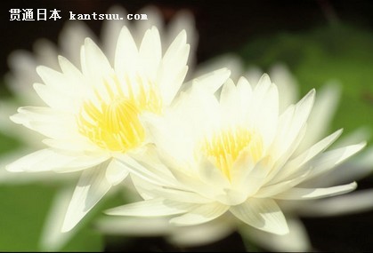 席慕容--莲的心